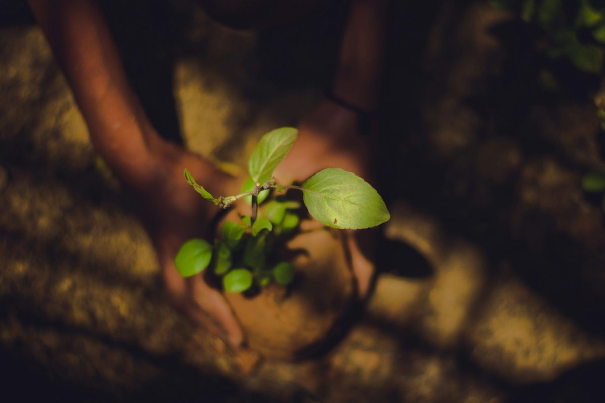 plant